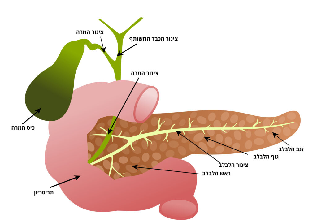 הלבלב עם הסברים של כל חלק